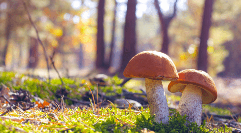 Są już pierwsze borowiki. Grzybiarze zacierają ręce - grafika