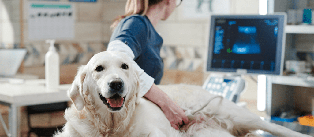 Urlop opiekuńczy na psa lub kota? Ruszyła zbiórka podpisów 