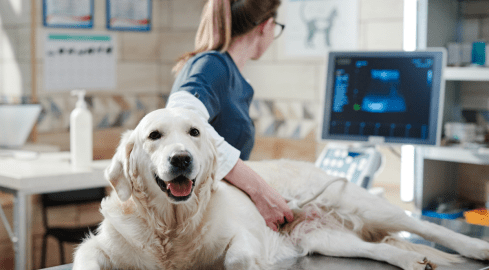 Urlop opiekuńczy na psa lub kota? Ruszyła zbiórka podpisów  - grafika