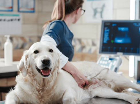 Urlop opiekuńczy na psa lub kota? Ruszyła zbiórka podpisów  - grafika