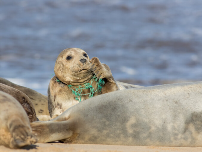 Pomogą ci znaleźć pomoc dla zwierząt. To będzie takie 112 dla czw - grafika
