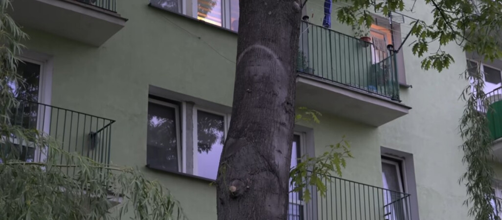 Drzewo z twarzą Jezusa albo Matki Boskiej. Ludzie już się do niego modlą