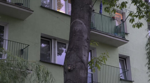 Drzewo z twarzą Jezusa albo Matki Boskiej. Ludzie już się do niego  - grafika