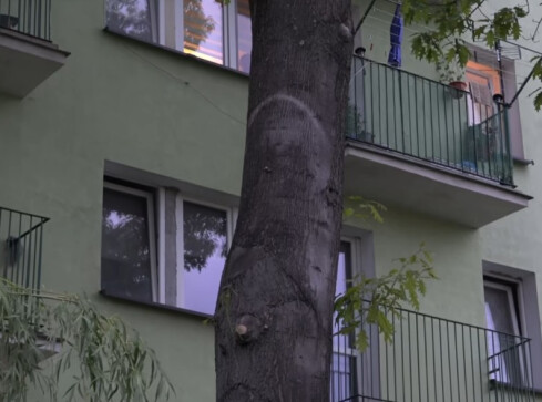 Drzewo z twarzą Jezusa albo Matki Boskiej. Ludzie już się do niego  - grafika