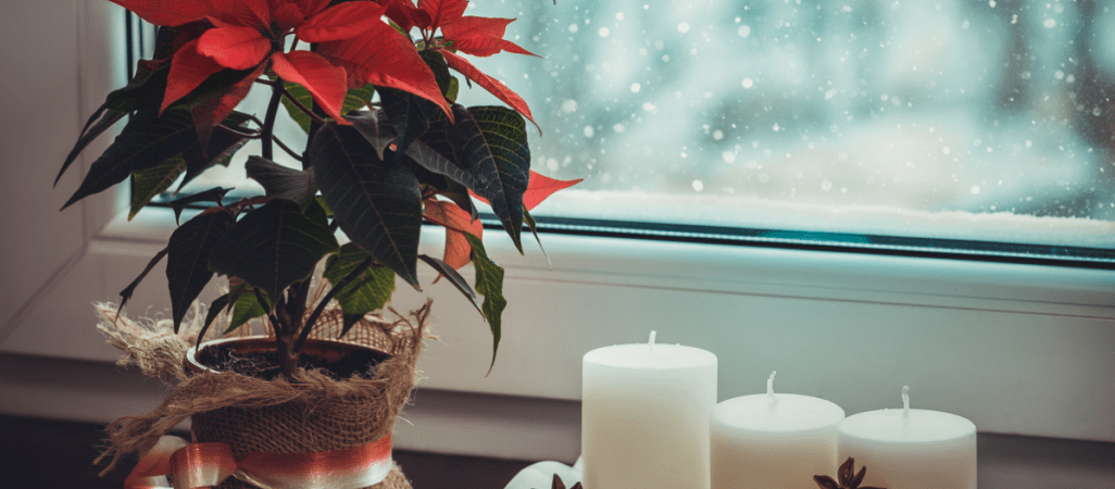 Piękne, bajkowe i... toksyczne. Świąteczne rośliny mogą nam szkodzić