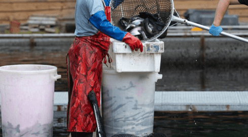 Polskie pstrągi cierpią i giną w męczarniach. Porażające wyniki  - grafika