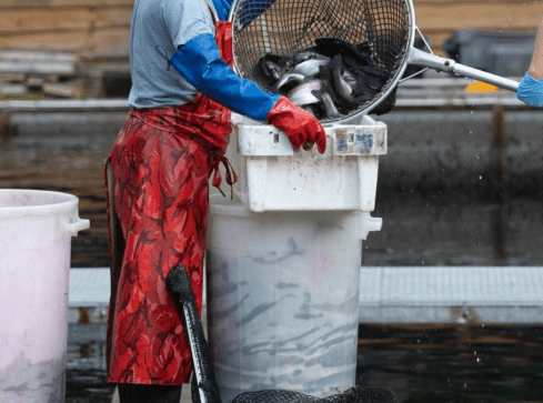 Polskie pstrągi cierpią i giną w męczarniach. Porażające wyniki  - grafika