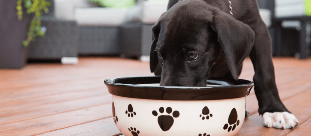 Brakuje na pensje, ale jest na miski dla psów. Pracownicy poczty oburzeni