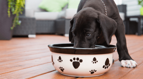 Brakuje na pensje, ale jest na miski dla psów. Pracownicy poczty obur - grafika