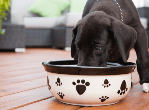 Brakuje na pensje, ale jest na miski dla psów. Pracownicy poczty obur - grafika