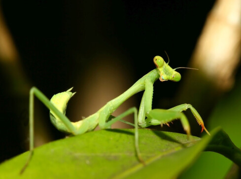 Widzisz modliszkę? Zrób jej zdjęcie  - grafika