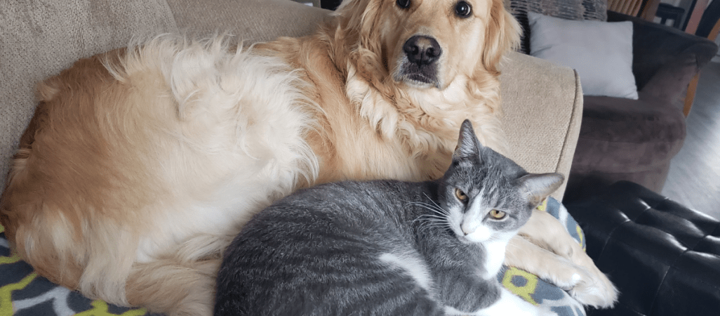 Ile kosztuje posiadanie psa czy kota? Warunki dyktuje państwo