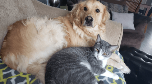 Ile kosztuje posiadanie psa czy kota? Warunki dyktuje państwo - grafika