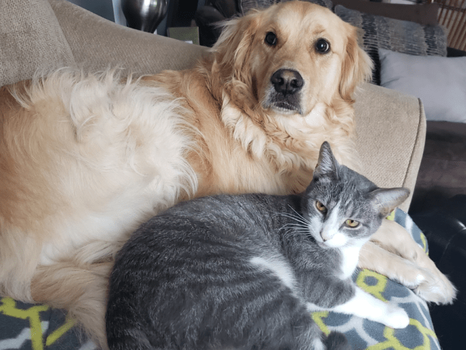 Ile kosztuje posiadanie psa czy kota? Warunki dyktuje państwo - grafika