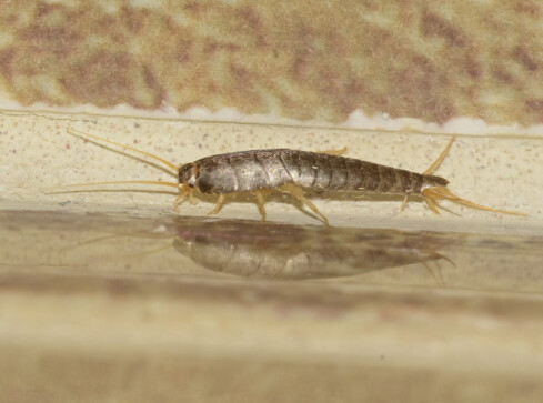 Rybiki cukrowe w łazience. Czy trzeba się ich obawiać? - grafika