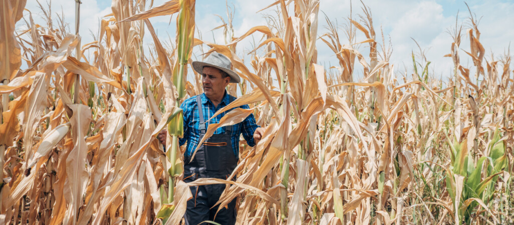 Upał pustoszy Polskę i podnosi ceny żywności