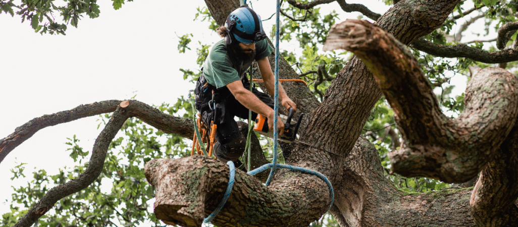 Po zmianie przepisów łatwiej będzie wyciąć drzewo na prywatnej działce