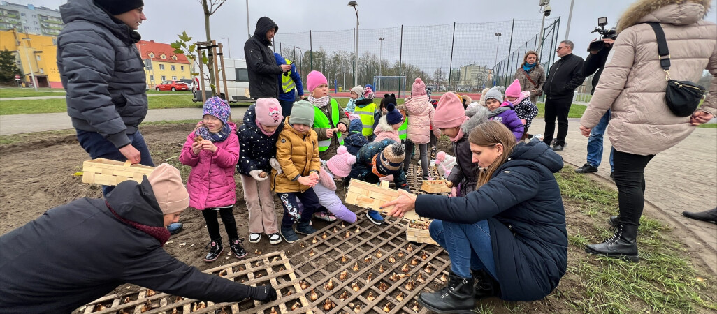 6 tys. żonkili dla Hospicjum