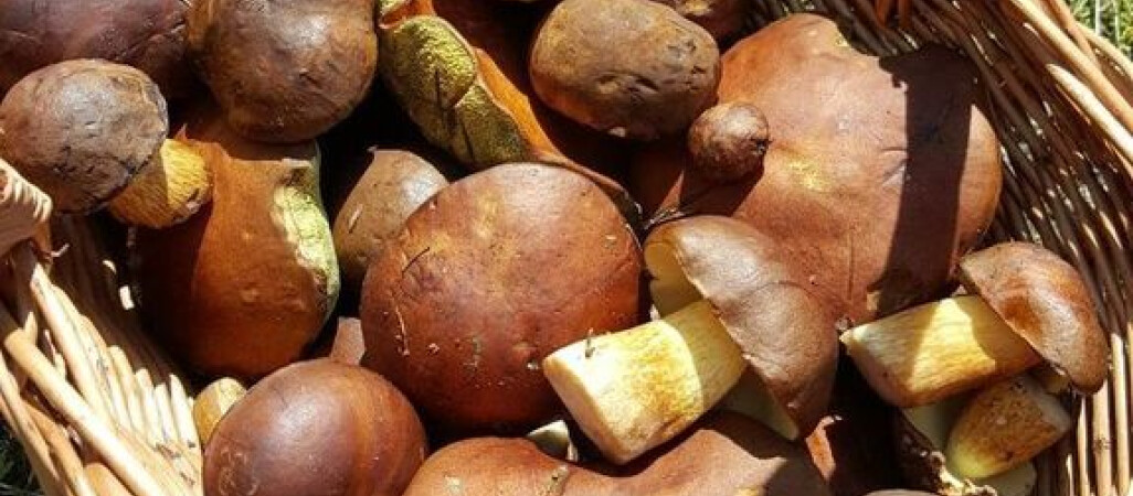 Na grzyby z koszykiem i... z głową