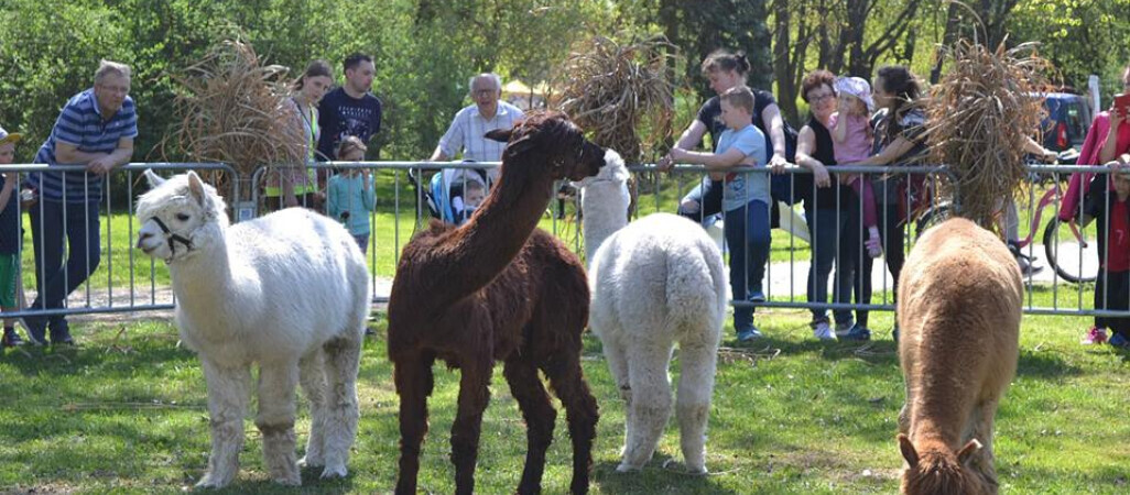 XII odsłona popularnej wystawy