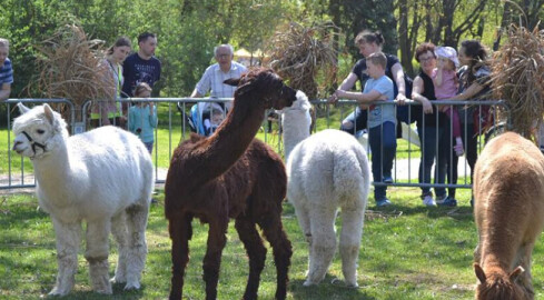 XII odsłona popularnej wystawy - grafika