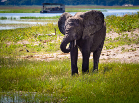 Największa populacja słoni żyje w Botswanie - VIDEO  - grafika