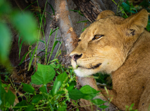 Lwy na wyciągnięcie ręki. Park narodowy w Botswanie - VIDEO  - grafika
