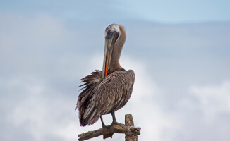 Galapagos - dom dla wielu endemicznych gatunków 