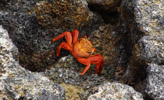 Galapagos - dom dla wielu endemicznych gatunków 