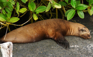 Galapagos - dom dla wielu endemicznych gatunków 