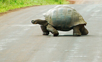 Galapagos - dom dla wielu endemicznych gatunków 