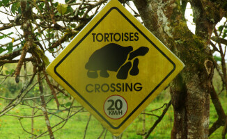 Galapagos - dom dla wielu endemicznych gatunków 