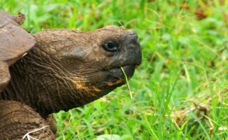 Galapagos - dom dla wielu endemicznych gatunków 