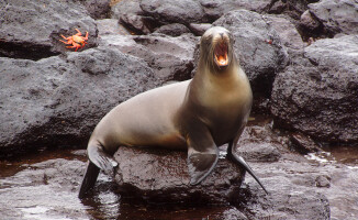 Galapagos - dom dla wielu endemicznych gatunków 