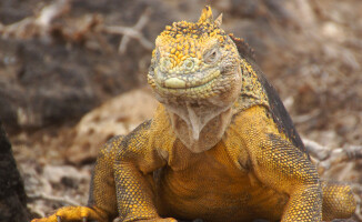 Galapagos - dom dla wielu endemicznych gatunków 
