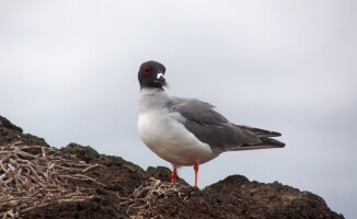 Galapagos - dom dla wielu endemicznych gatunków 