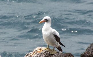 Galapagos - dom dla wielu endemicznych gatunków 