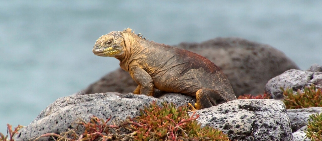 Galapagos - dom dla wielu endemicznych gatunków 
