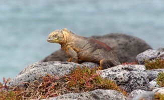 Galapagos - dom dla wielu endemicznych gatunków 