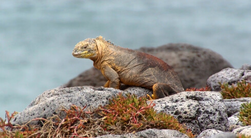 Galapagos - dom dla wielu endemicznych gatunków  - grafika