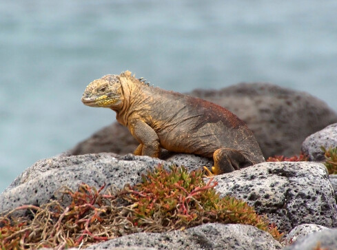 Galapagos - dom dla wielu endemicznych gatunków  - grafika