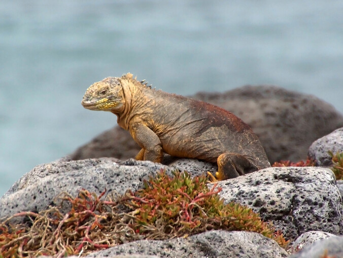 Galapagos - dom dla wielu endemicznych gatunków  - grafika