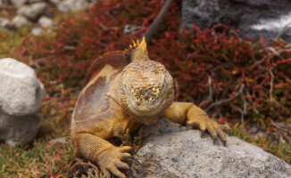Galapagos - dom dla wielu endemicznych gatunków 