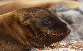 Galapagos - dom dla wielu endemicznych gatunków 