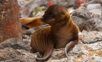 Galapagos - dom dla wielu endemicznych gatunków 