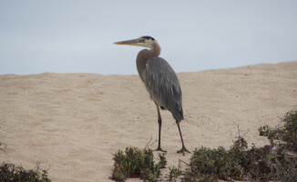 Galapagos - dom dla wielu endemicznych gatunków 