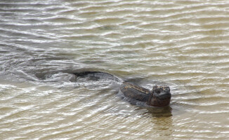 Galapagos - dom dla wielu endemicznych gatunków 