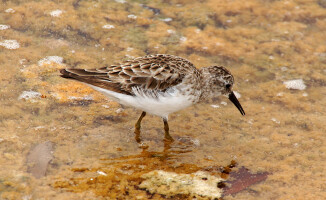 Galapagos - dom dla wielu endemicznych gatunków 