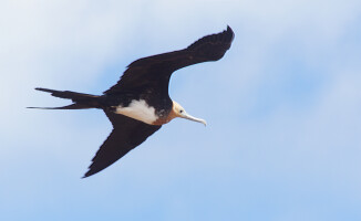 Galapagos - dom dla wielu endemicznych gatunków 