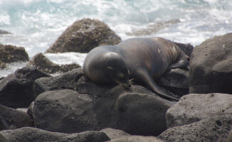Galapagos - dom dla wielu endemicznych gatunków 